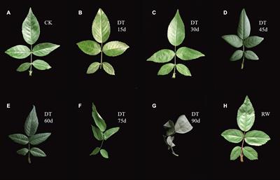 Comparative Transcriptome and Weighted Gene Co-expression Network Analysis Identify Key Transcription Factors of Rosa chinensis ‘Old Blush’ After Exposure to a Gradual Drought Stress Followed by Recovery